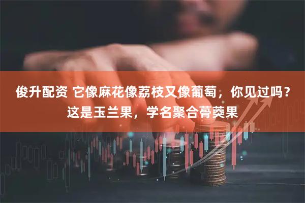 俊升配资 它像麻花像荔枝又像葡萄，你见过吗？这是玉兰果，学名聚合蓇葖果